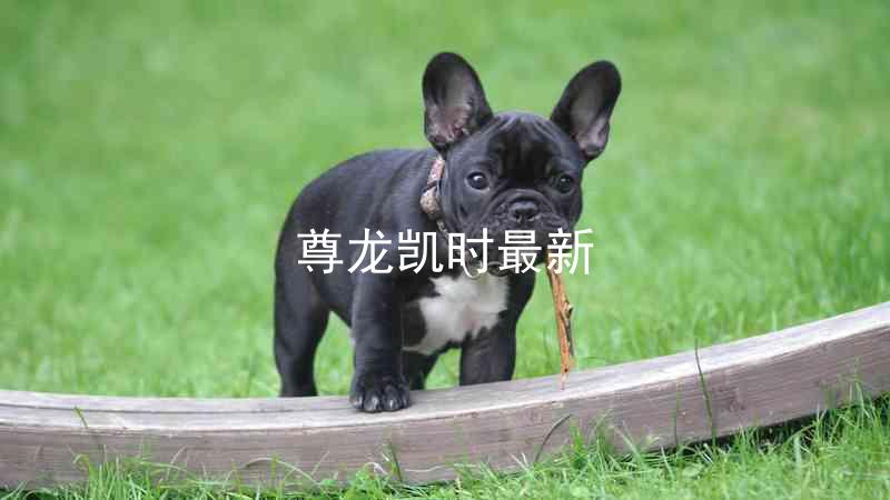 尊龙凯时最新